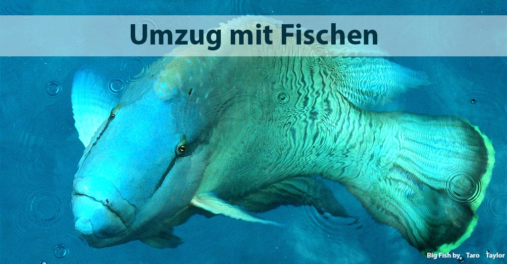 Umzug+Aquarium