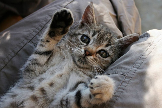 Full service movers quotes