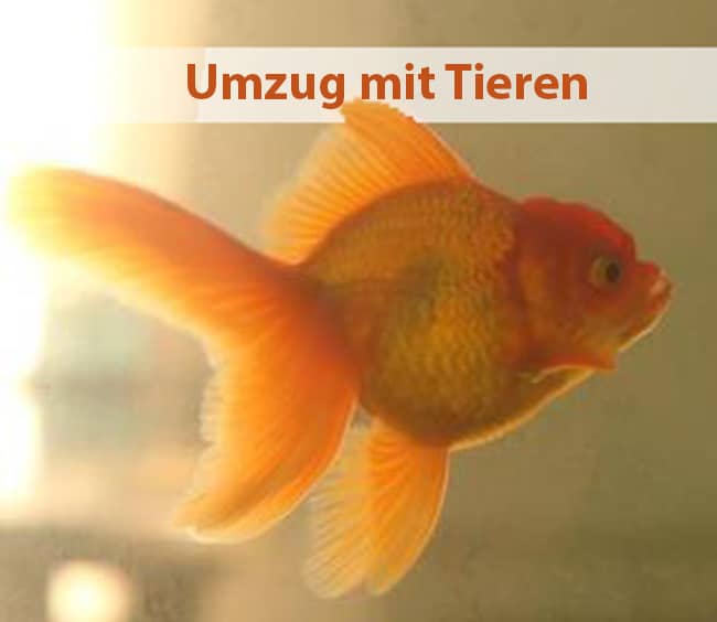 Umzug+Tieren