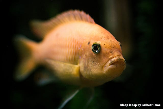 Umzug+mit+Fischen