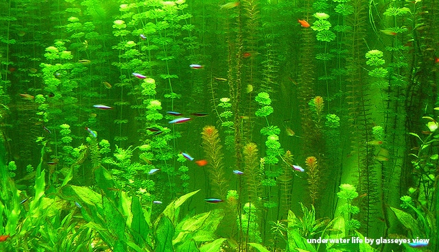 Umzug+mit+Fischen