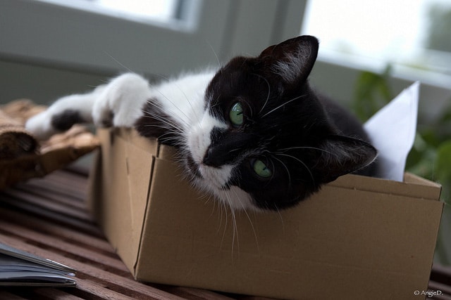 Boxes-Umzug
