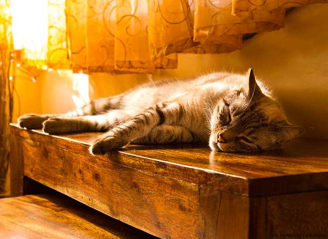 Umzug-katze-in-den-Garten
