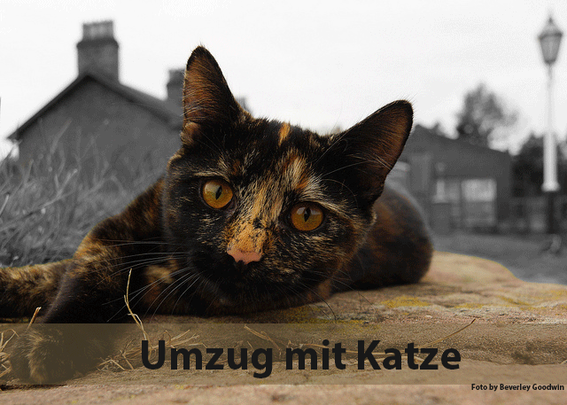Umzug-mit-Katze