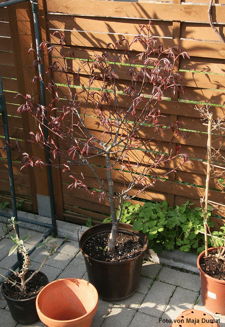 garten-pflanzen-umziehen