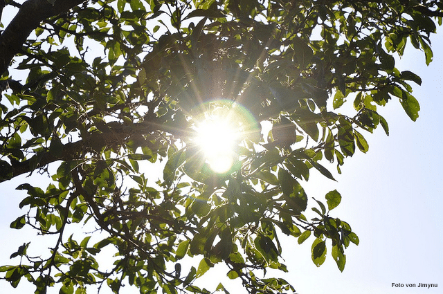 zimmerpflanzen-umzug