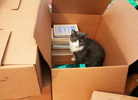 moving-with-cats