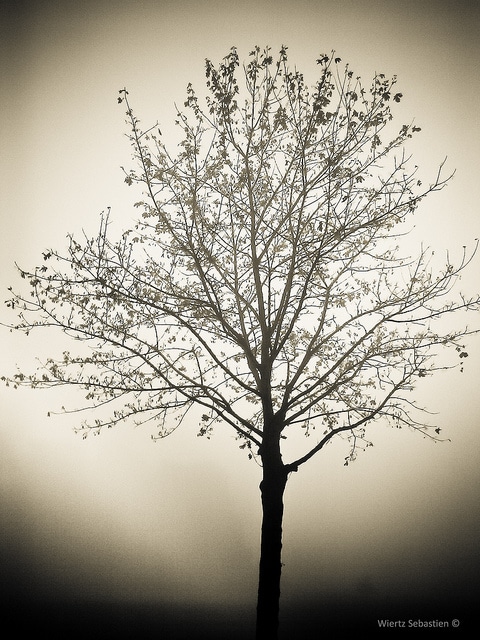 Sebastien wiertz